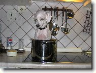 Toy Poodle