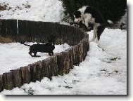 Border Collie