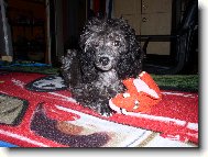 Poodle, Caniche