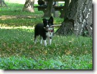 Border Collie