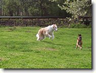 Borzoi  Russian Hunting Sighthound