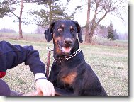 Dobermann, Doberman