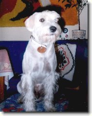 Zwergschnauzer, Miniature Schnauzer