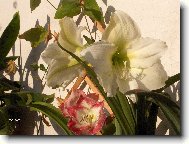 Hippeastrum