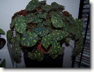 Begonia