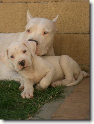 Dogo Argentino