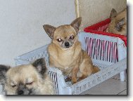 Chihuahua