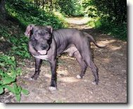 American Pit Bull Terrier