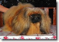 Pekingese, Pekinese, Peking Palasthound