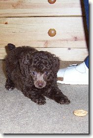 Toy Poodle