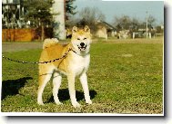 Japanese Akita