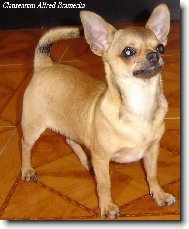 Chihuahua