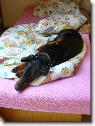 Dobermann, Doberman