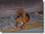 Tosa Inu, Japanese Fighting Dog