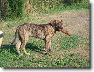 Fila Brasileiro