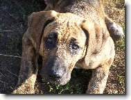 Fila Brasileiro