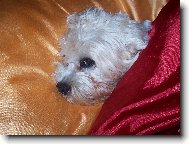Dandie Dinmont Terrier