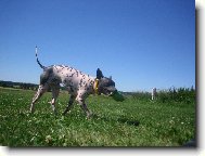 American Hairless Terrier