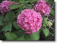 Hydrangea