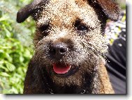 Border Terrier