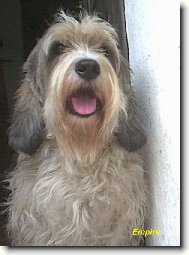 Petit Basset griffon vendéen, Petit Basset Griffon Vendeen
