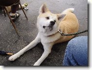 Japanese Akita