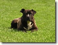 American Staffordshire Terrier Blue Lacy