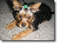 Jorkšírský terier, Yorkshire Terrier,