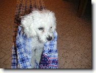 Toy Poodle