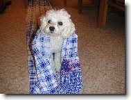 Toy Poodle