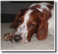 Irish Red and White Setter