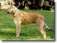 Belgian shepherd laekenois \(Dog standard\)
