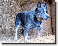 Australian Cattledog