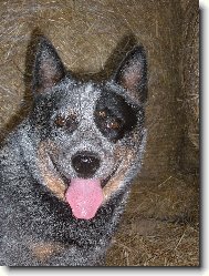 Australian Cattledog