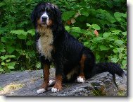 Berner Sennenhund