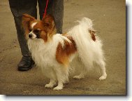 Papillon
