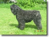 Bouvier des flandres \(Dog standard\)