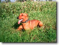 German Pinscher