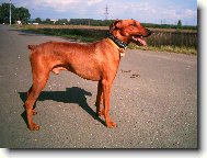 German Pinscher
