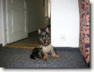 Australian Silky Terrier