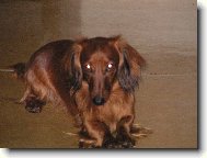 Dachshund