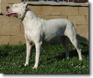 Dogo Argentino