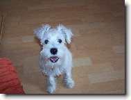 Zwergschnauzer, Miniature Schnauzer