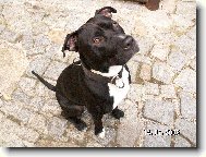 American Pit Bull Terrier