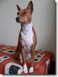 Basenji \\\\\\\\\\\\\\\\\\\\\(Dog standard\\\\\\\\\\\\\\\\\\\\\)