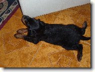 Scotch Setter, Gordon Setter