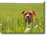 American Pit Bull Terrier