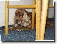 English Cocker Spaniel