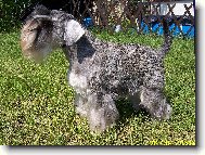 Zwergschnauzer, Miniature Schnauzer