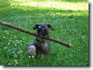 Zwergschnauzer, Miniature Schnauzer